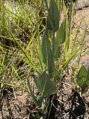 Senecio glaberrimus