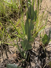 Senecio glaberrimus