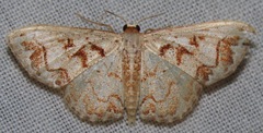 Idaea fervens
