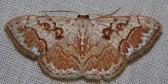 Idaea fervens
