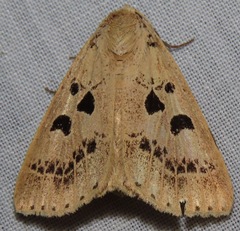 Herminodes atrosignata