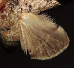 Malocampa punctata