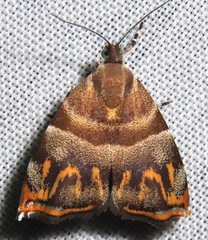 Ornarantia ophiodesma