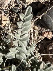 Astragalus newberryi