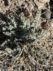 Astragalus newberryi