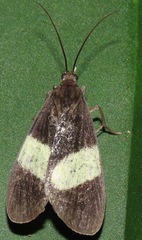 Phintia broweri