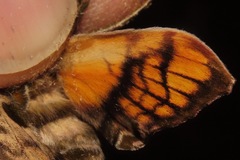 Protambulyx eurycles