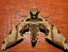 Protambulyx eurycles