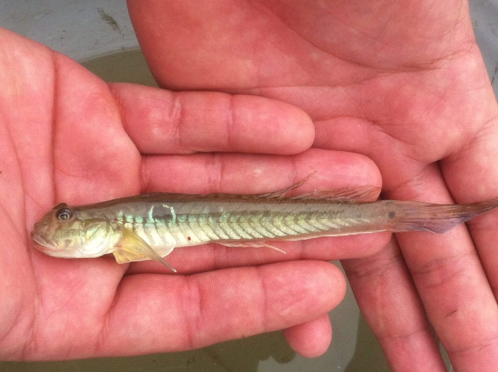 Highfin Goby From Zona Centro Tampico Tamps M Xico On September