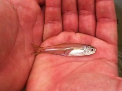 Anchoa mitchilli