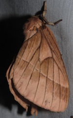 Pseudodirphia agis