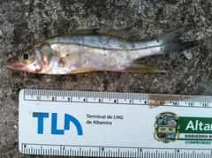 Centropomus parallelus