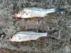 Centropomus parallelus