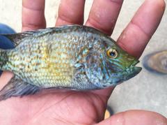 Herichthys carpintis