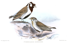 Chestnut-Headed Sparrow-Lark photo 1