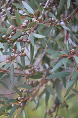 Eucalyptus diversifolia diversifolia