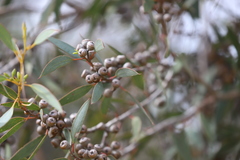 Eucalyptus diversifolia diversifolia