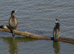 Phalacrocorax carbo