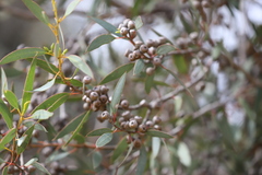 Eucalyptus diversifolia diversifolia