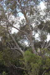 Eucalyptus diversifolia diversifolia