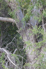 Eucalyptus diversifolia diversifolia