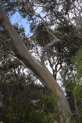 Eucalyptus diversifolia diversifolia