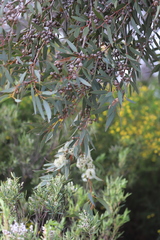 Eucalyptus diversifolia diversifolia