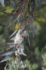 Eucalyptus diversifolia diversifolia