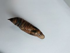 Macroglossum stellatarum