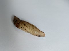 Macroglossum stellatarum