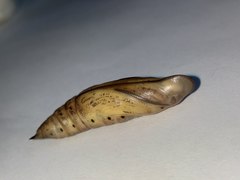 Macroglossum stellatarum