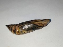 Macroglossum stellatarum