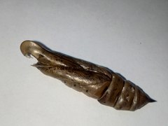 Macroglossum stellatarum