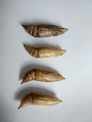 Macroglossum stellatarum