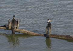 Phalacrocorax carbo