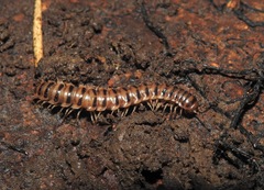 Chamberlinius hualienensis