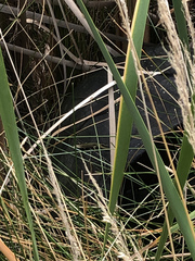 Pseudemoia rawlinsoni