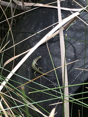 Pseudemoia rawlinsoni