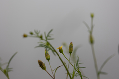 Bidens biternata