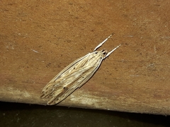 Donacostola notabilis