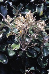 Brachyglottis rotundifolia