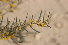 Acacia cupularis