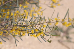 Acacia cupularis