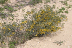Acacia cupularis