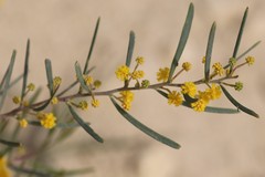 Acacia cupularis