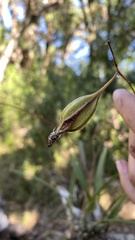 Encyclia tampensis