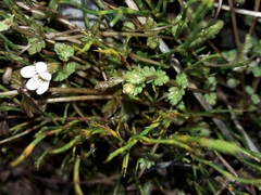 Euphrasia cheesemanii