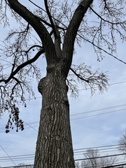 Liquidambar styraciflua