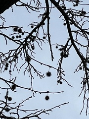 Liquidambar styraciflua