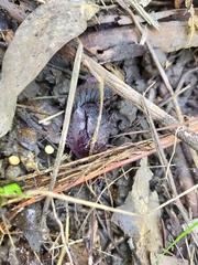 Parmavitrina megastoma